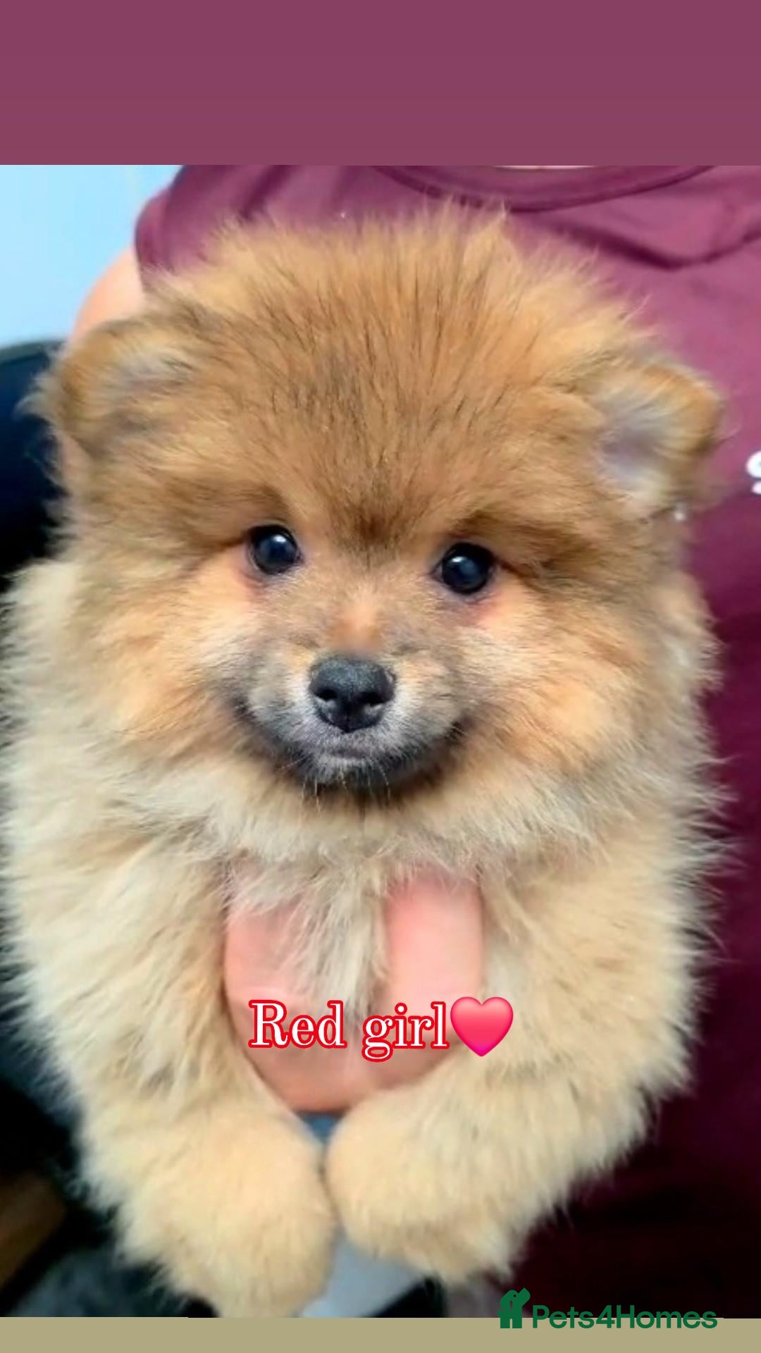 Pomeranian dogs 🐾 Beautiful Pomeranian Puppies🐾❤️ - Advert 2