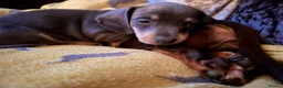 Dachshund dogs for sale: 1 girl wanting to find her forever sofa - Advert 5