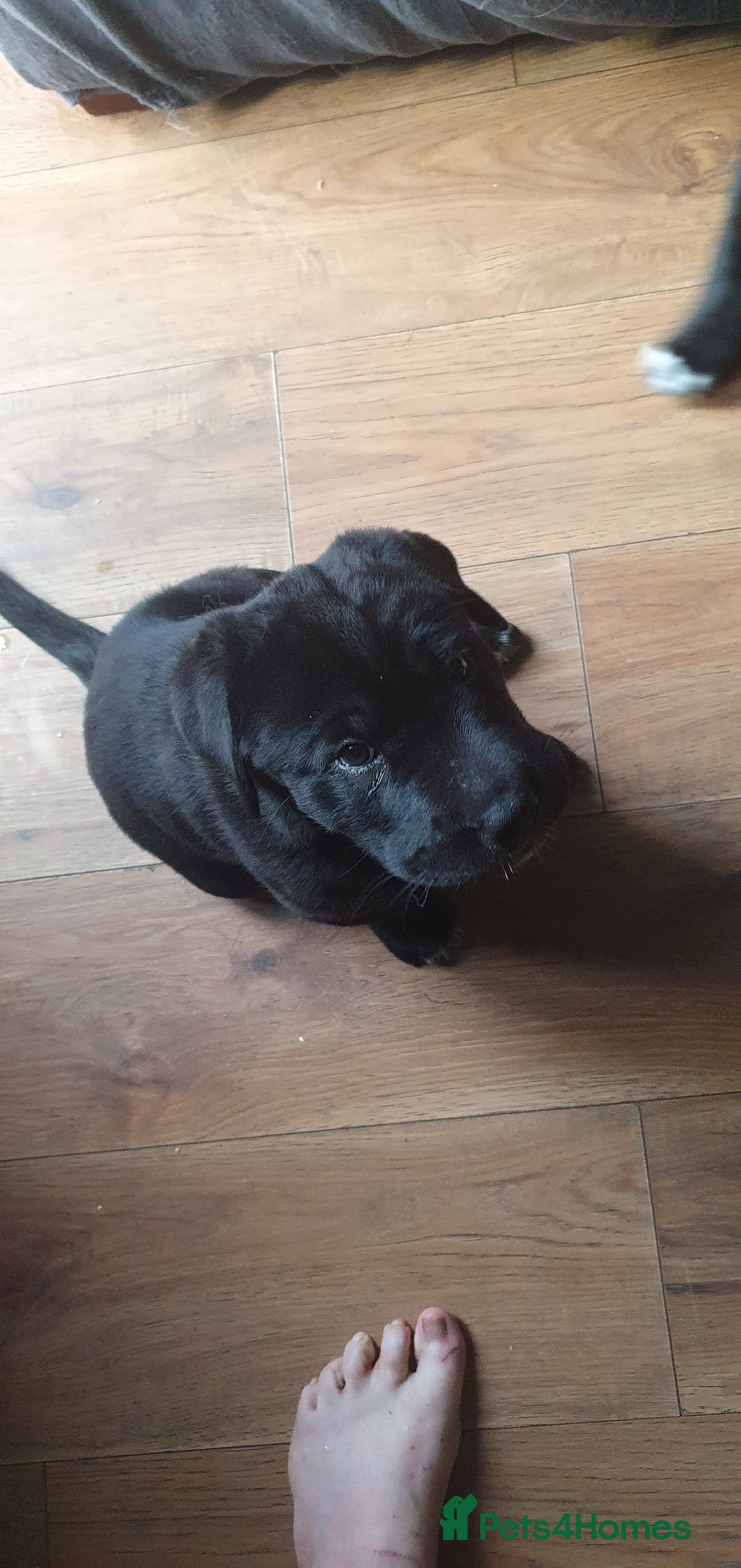 Mixed Breed dogs for sale: 3 beautiful bitches - Image 2