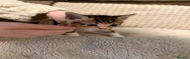 Tortoiseshell white socks