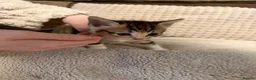 Domestic Shorthair cats for sale: Domestic Shorthair Ginger Kittens  - Advert 11
