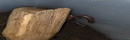 Frog reptiles for sale: Frogs and toads for sale in set ups - Advert 7