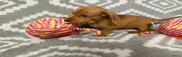 Miniature Dachshund dogs for sale: Beautiful Miniature Puppy Dachsung  - Advert 14