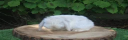 Mini Lop rabbits for sale: Pure bred Mini lop baby rabbits  - Advert 12