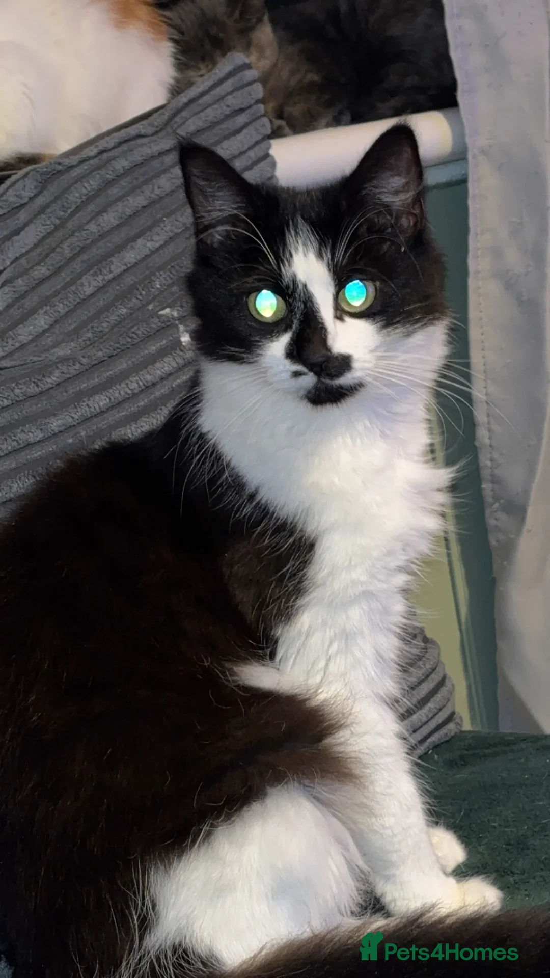 Mixed Breed cats for sale: 1 year old Female Cat - Advert 2