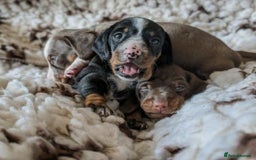 Miniature Dachshund dogs for sale: Adorable  Miniature Dachshund Puppies - Image 3