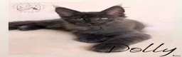 Maine Coon cats for sale: Gorgeous Solid Blue Maine Coon Kitten  - Advert 3