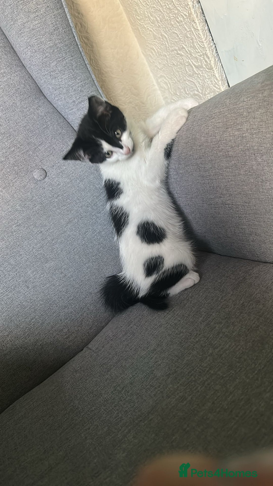 Domestic Shorthair cats for sale: 4 kittens for sale - Image 7