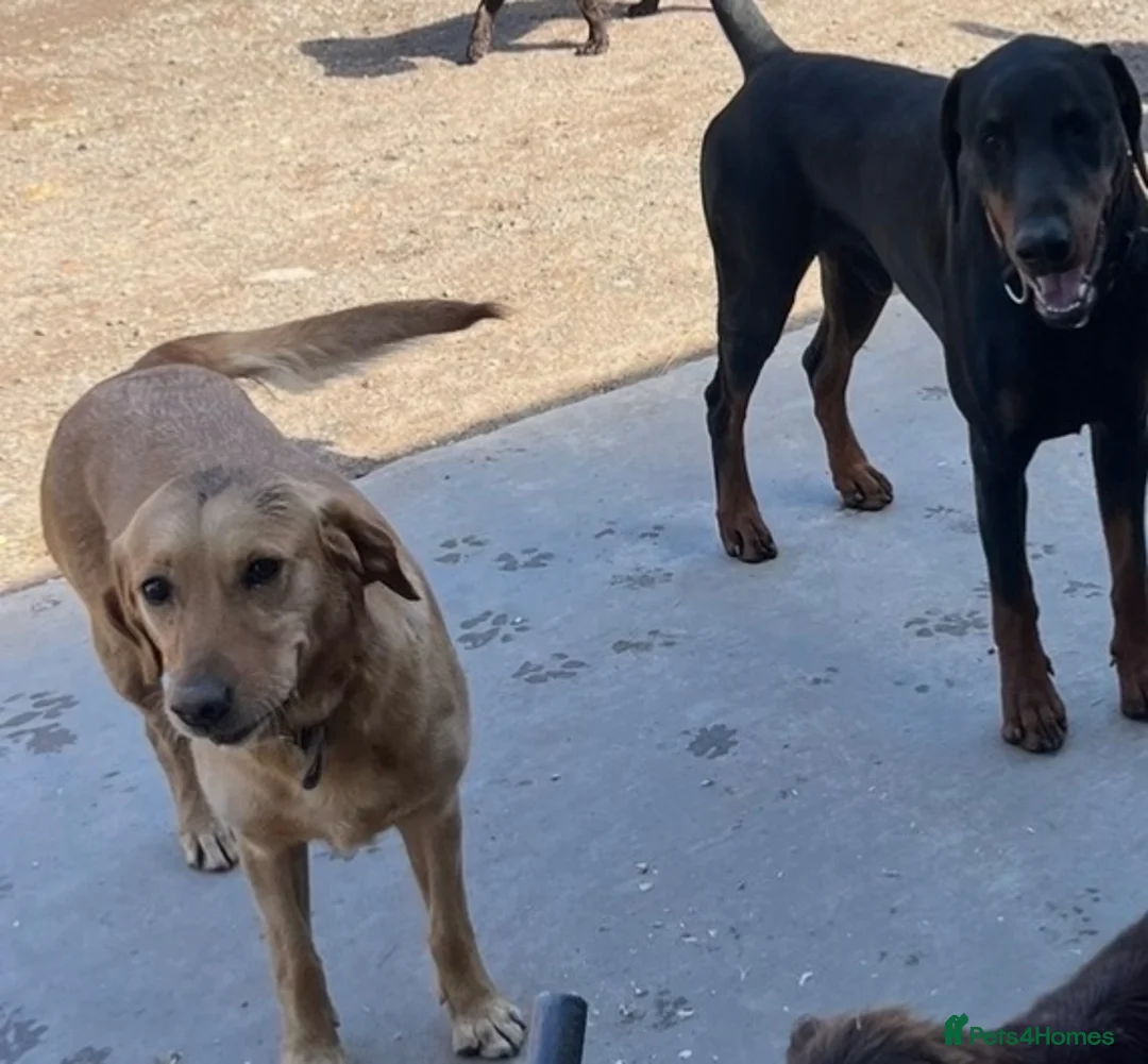 Mixed Breed dogs for sale: Labrador x Doberman  - Advert 2