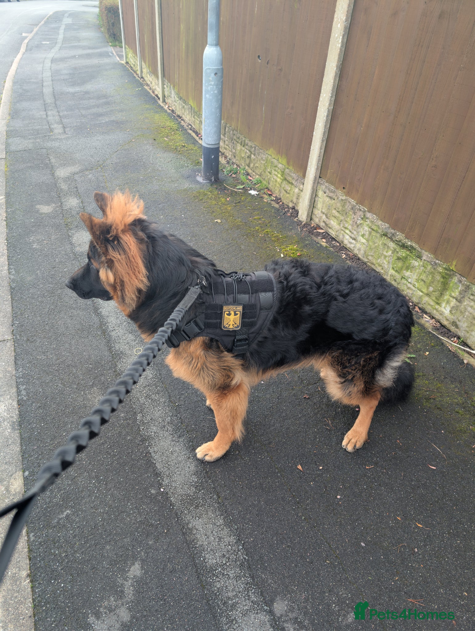 German Shepherd dogs German Shepherd, 9 Months – Loving Home Needed - Advert 6