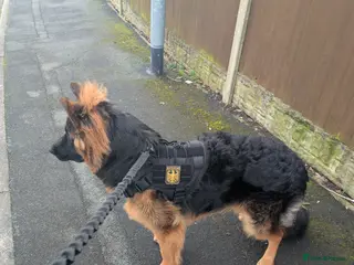 German Shepherd dogs German Shepherd, 9 Months – Loving Home Needed - Advert 6