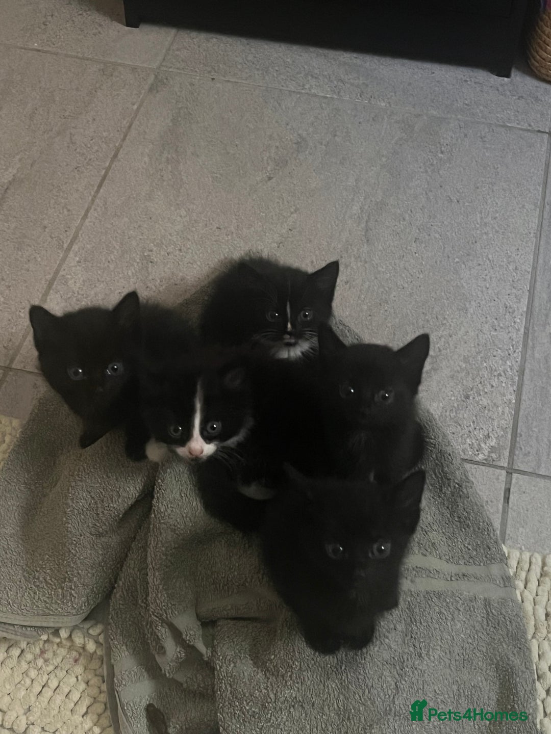 British Shorthair cats for sale: 3 black male kittens - Image 5