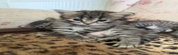 Mixed Breed cats for sale: Exotic Kittens For Sale in Aylesbury - Advert 5