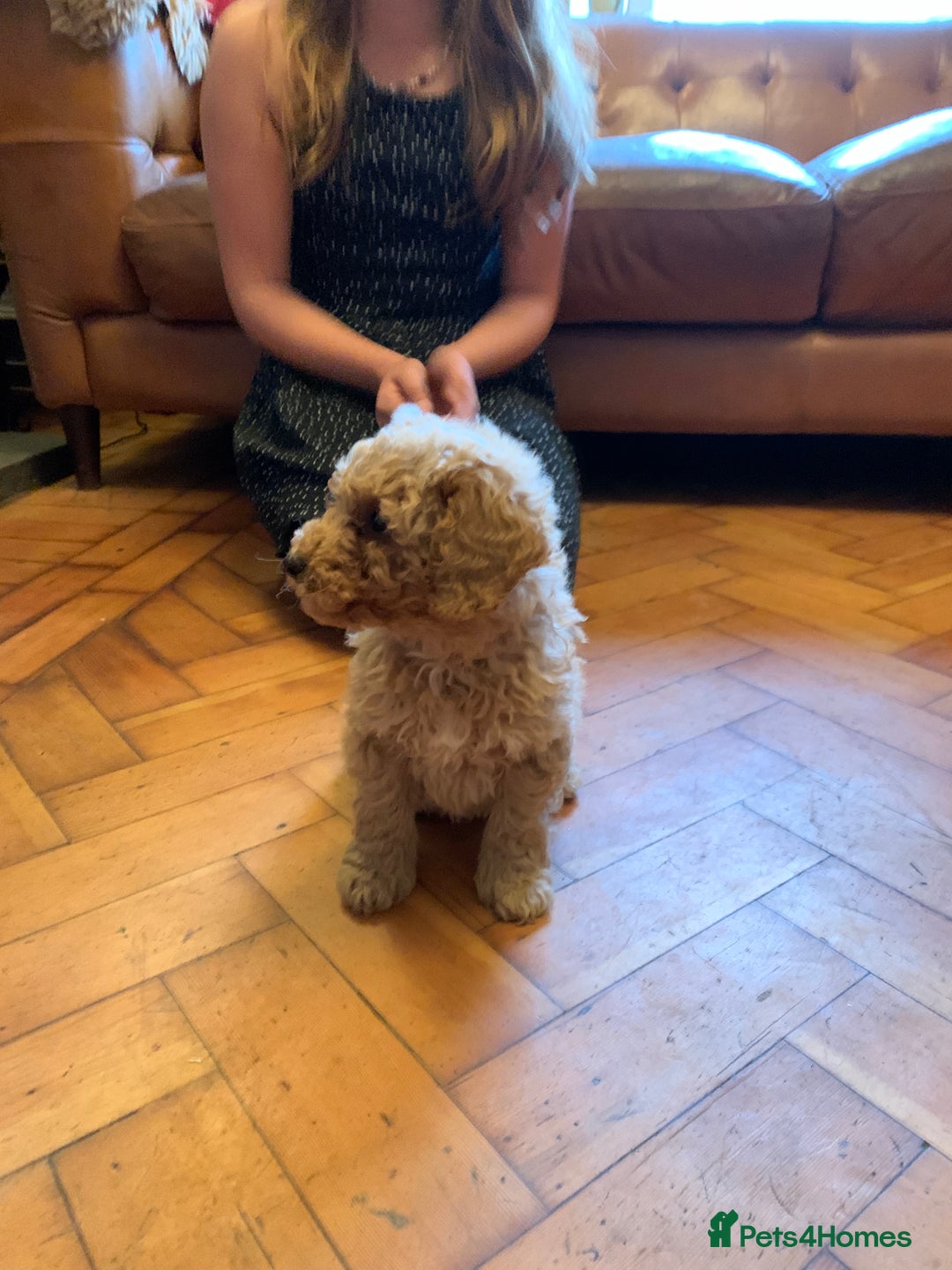 Cockapoo dogs for sale: Cute as Buttons! Cockapoo Puppies for Sale - Advert 6