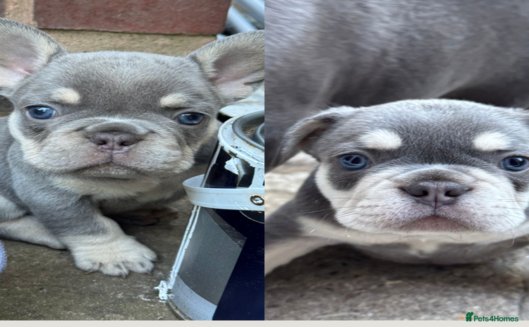 French Bulldog dogs - Advert 14