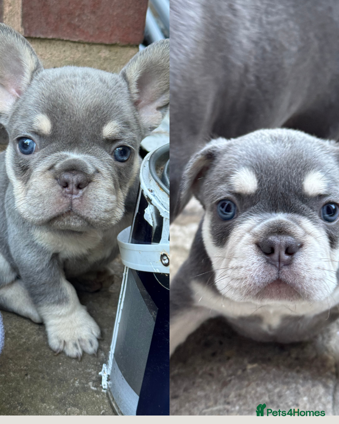 French Bulldog dogs for sale: Blue/fawn french bulldog boys with blue eyes 🐾💙 - Image 1