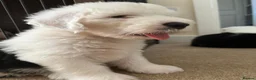 Old English Sheepdog dogs for sale:  Blue Eyes Old English Sheepdog Puppies  - Advert 14