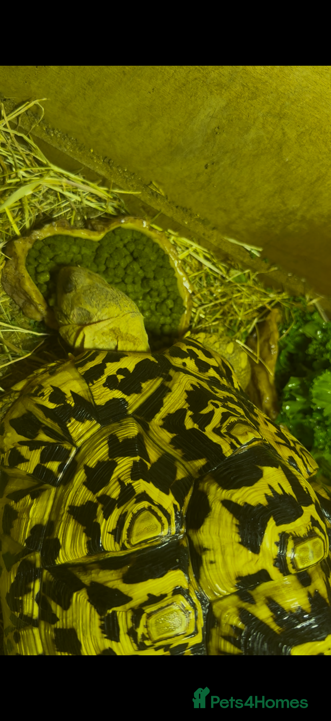 Tortoise reptiles for sale: Leopard Tortoise - Advert 5