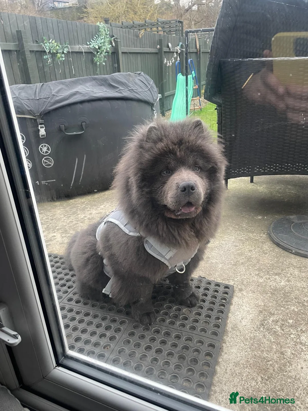 Chow Chow dogs for stud: 💙BLUE GORGEOUS CHOW CHOW💙 - Advert 3