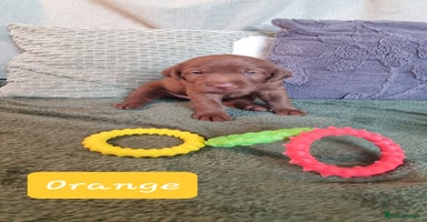 Labrador Retriever dogs - Advert 6