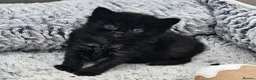 Mixed Breed cats for sale: Mixed maincoon kittens - Advert 6