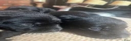 Labrador Retriever dogs for sale: Chunky Labrador puppies - Advert 7