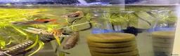 Live Bearers fish for sale: Endler Fry - Advert 4