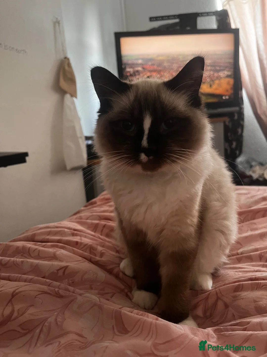 Ragdoll cats for sale: Six ragdoll cross kittens  in Rotherham - Advert 16