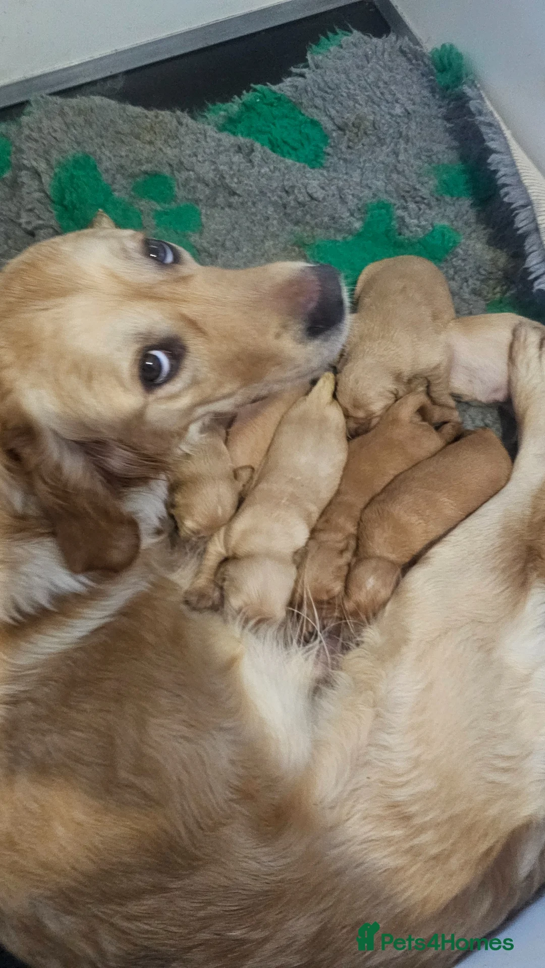 Golden Retriever dogs for sale: Selective litter from health tested parents - Advert 30