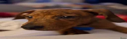 Mixed Breed dogs for sale: Sausage dog cross staffy  - Advert 3