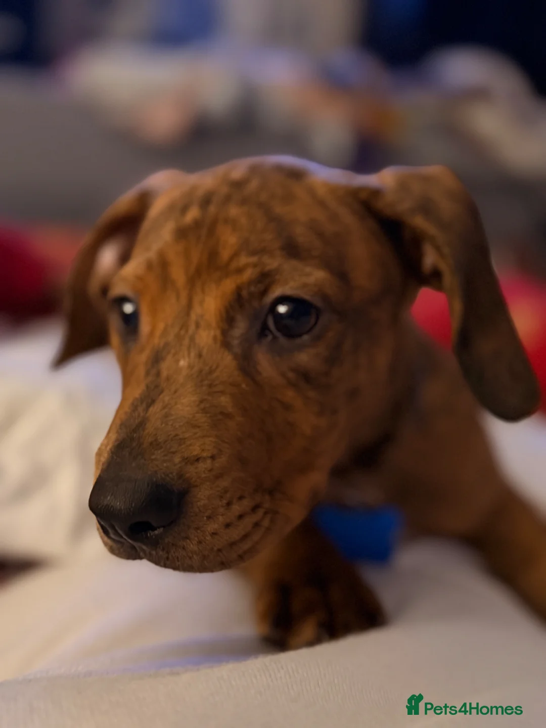 Mixed Breed dogs for sale: Sausage dog cross staffy  - Advert 3
