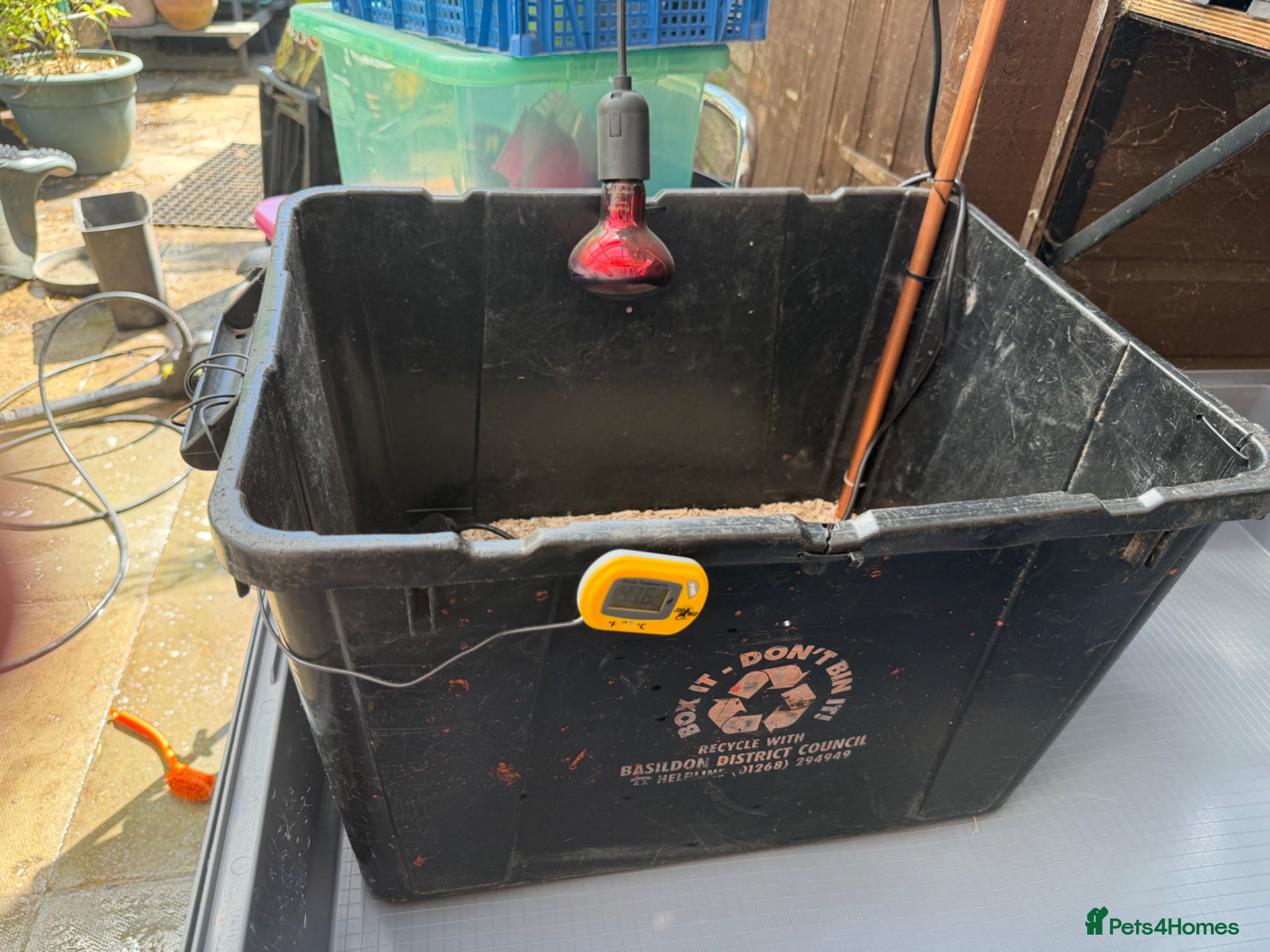 Mixed Breed poultry Custom Chick Brooder Tub, heat Lamp & Thermometer  - Advert 1