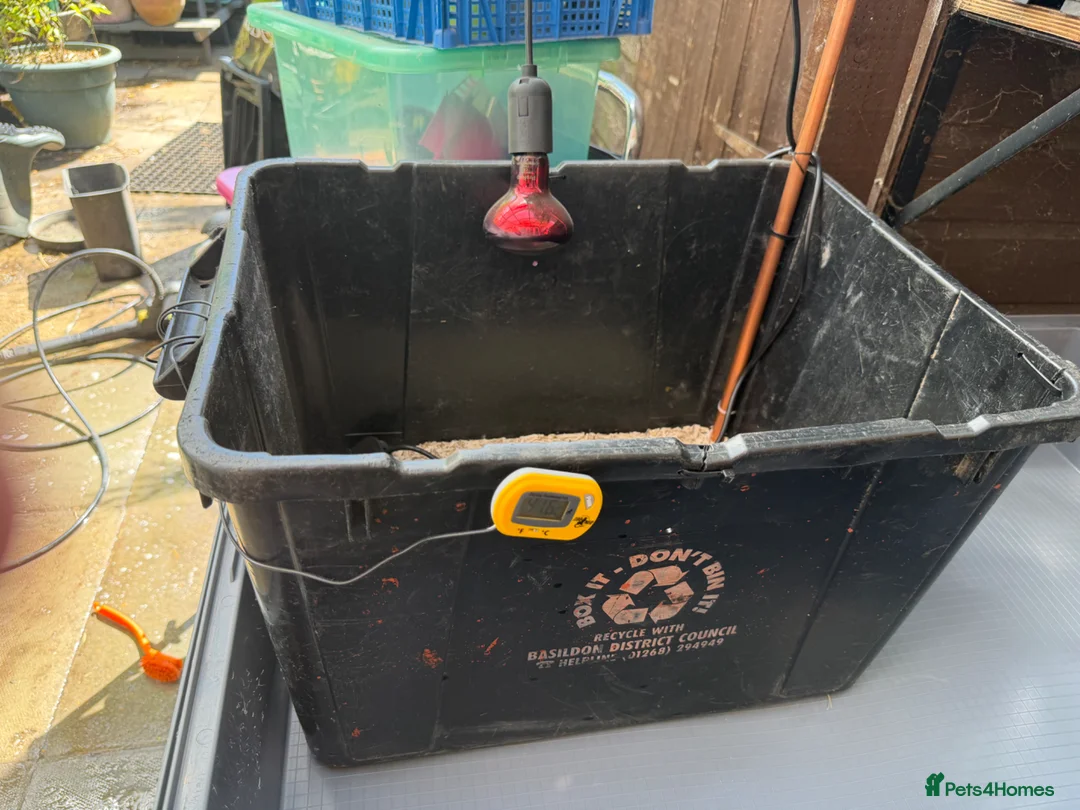 Mixed Breed poultry for sale: Custom Chick Brooder Tub, heat Lamp & Thermometer  - Advert 1