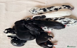 Great Dane dogs for sale: HARLIQUIN & BLACK PUPS KC REGISTERED  - Image 14