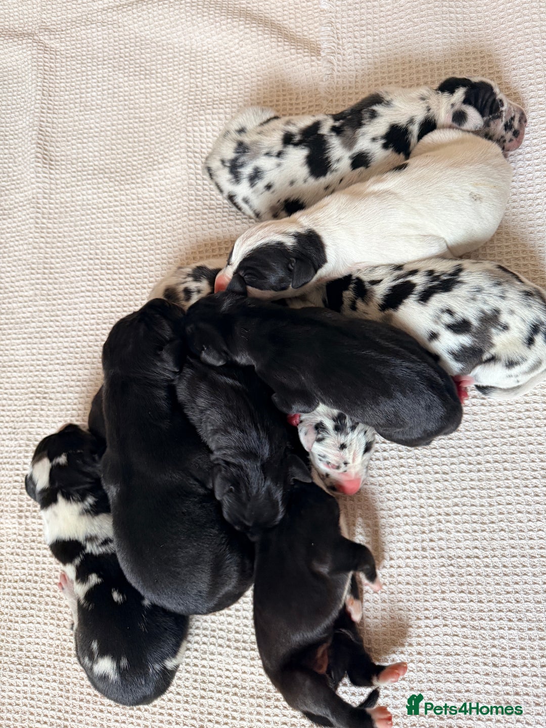 Great Dane dogs for sale: HARLIQUIN & BLACK PUPS KC REGISTERED  - Image 14