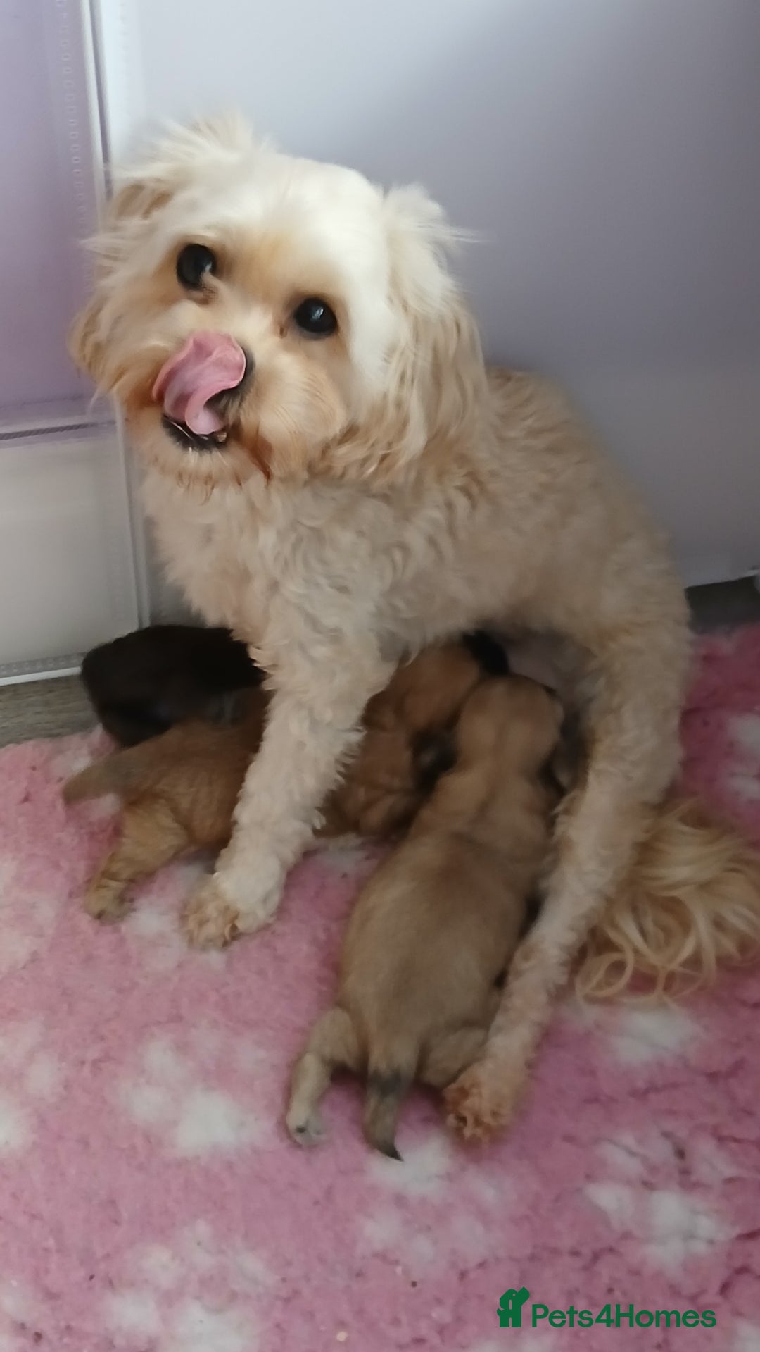 Shihpoo dogs for sale: 2 x shihpoo pups  - Image 9
