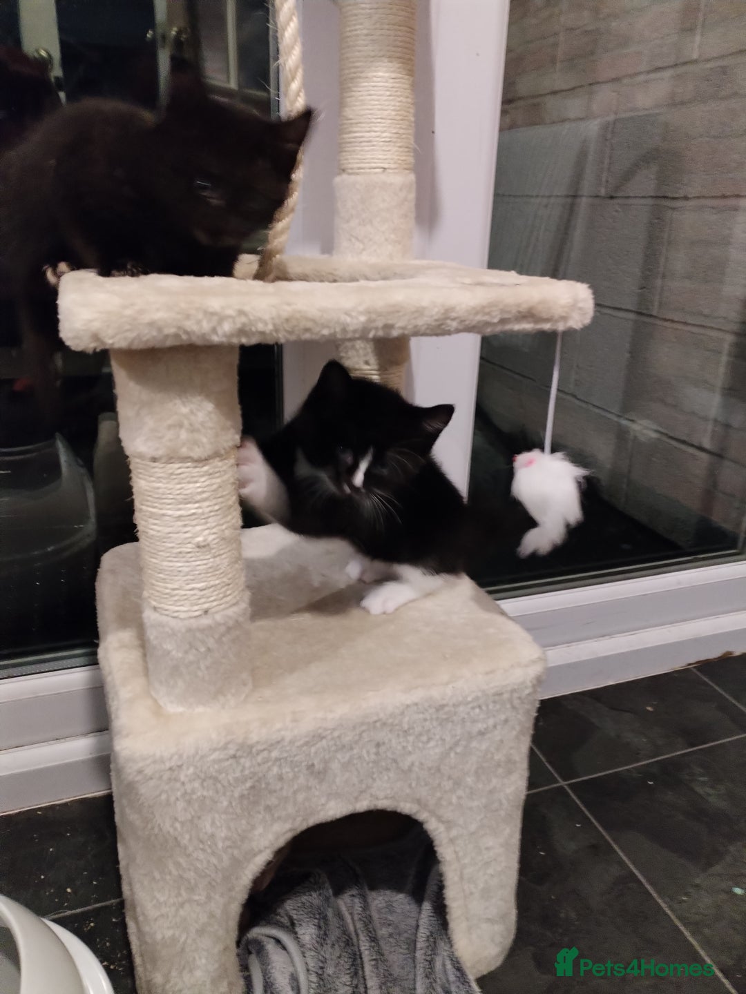 Mixed Breed cats for sale: 2 kittens ready to leave in 2 weeks - Image 5