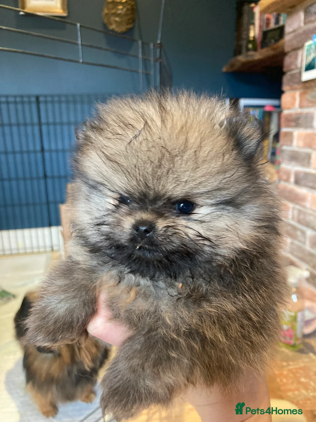 Pomeranian dogs for sale: Pomeranian puppies from champion show lines  in Guildford - Advert 3