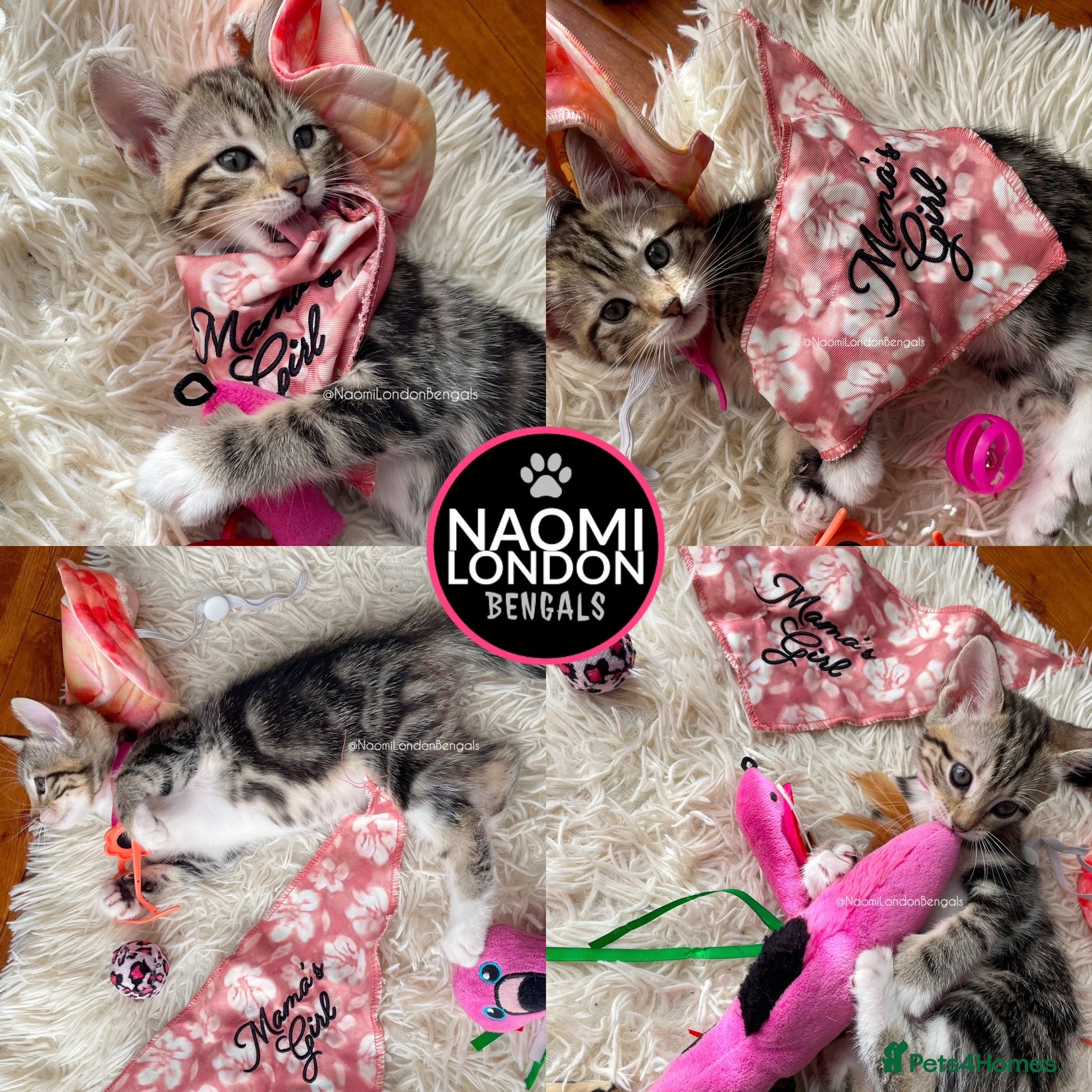 Bengal cats 🌈 BENGAL KITTENS 🌈 ⭐️⭐️⭐️⭐️⭐️ - Advert 2