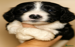 Sprocker dogs for sale: Spaniel Puppies  - Advert 14