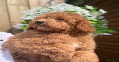 Shihpoo dogs - Advert 14