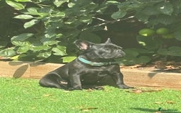 French Bulldog dogs for sale: French bulldog female  - Image 2
