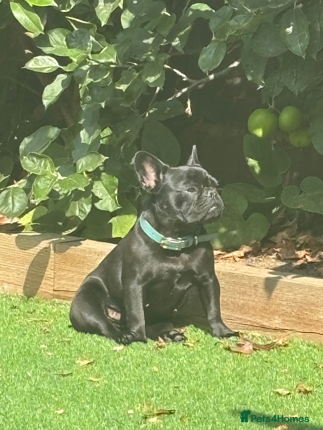 French Bulldog dogs for sale: French bulldog female  - Image 2