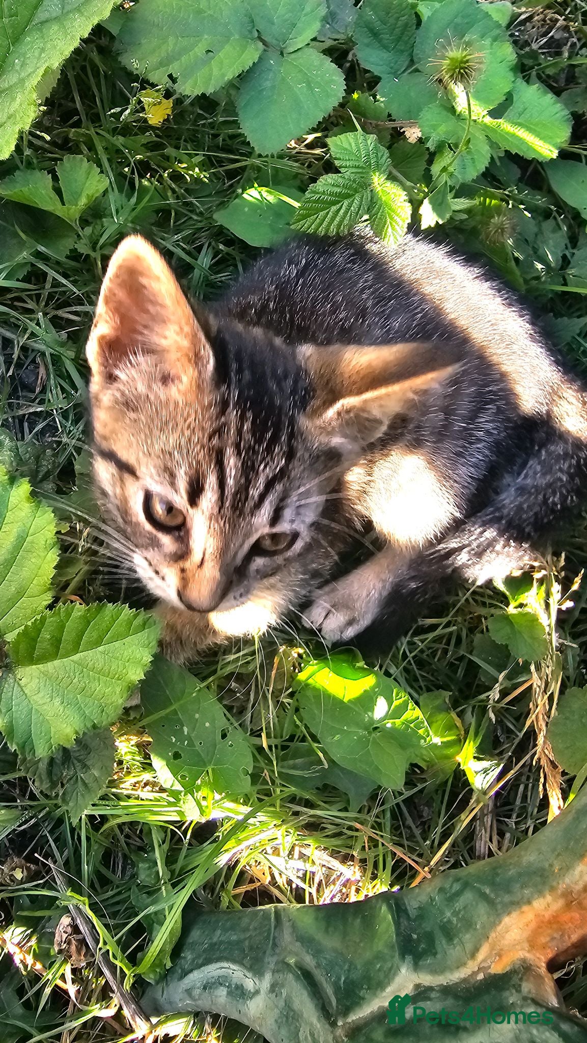 Mixed Breed cats Cute tabby kittens - Advert 4