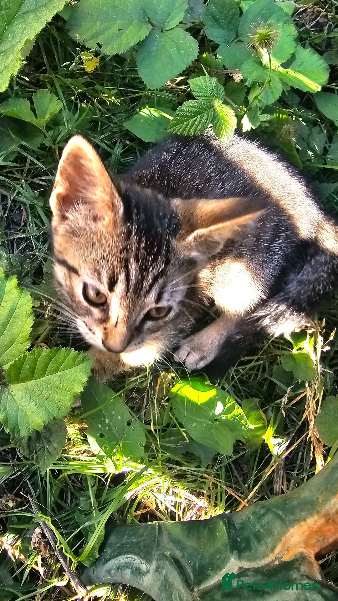 Mixed Breed cats for sale: Cute tabby kittens in London - Advert 1