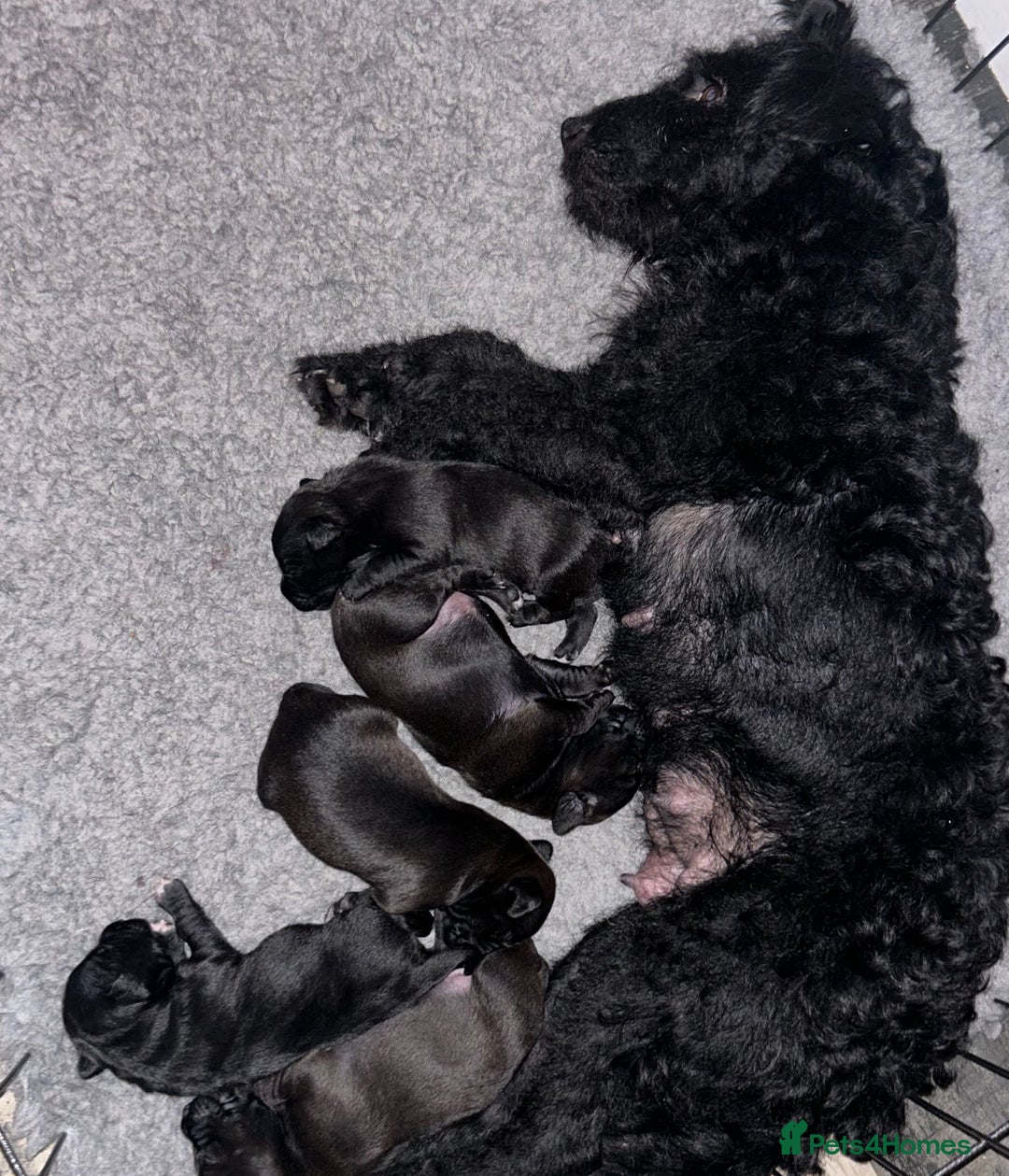 Patterjack dogs for sale: Patterdale x jackrussel  - Image 1