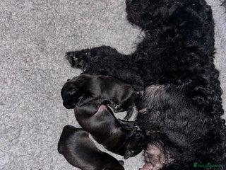 Patterjack dogs - Advert 1