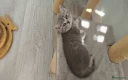 British Shorthair cats for sale: Silver tabby/blue British shorthair kittens - Image 13