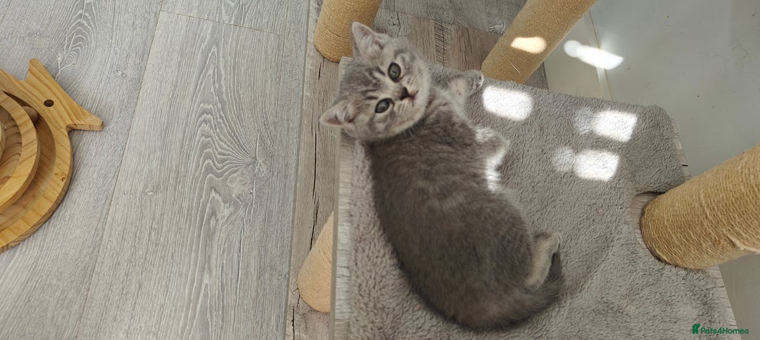 British Shorthair cats for sale: Silver tabby/blue British shorthair kittens - Image 13
