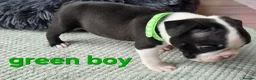 Boston Terrier dogs for sale: ⭐️KC registered beautiful Boston terrier puppies - Advert 39
